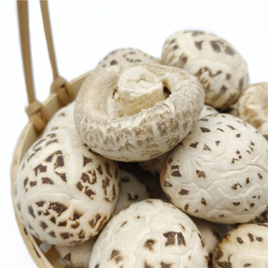 天白(bái)花(huā)菇